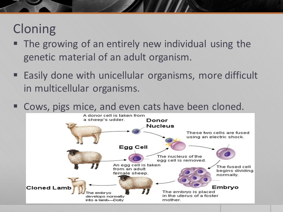 Cloning The growing of an entirely new individual using the genetic material of an adult organism.