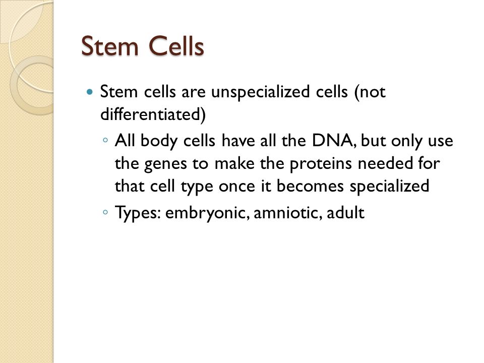 Stem Cells Stem cells are unspecialized cells (not differentiated)