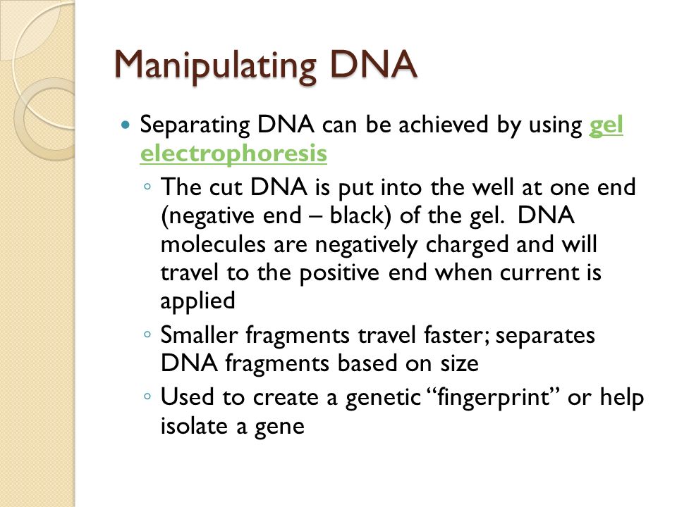 Manipulating DNA Separating DNA can be achieved by using gel electrophoresis.