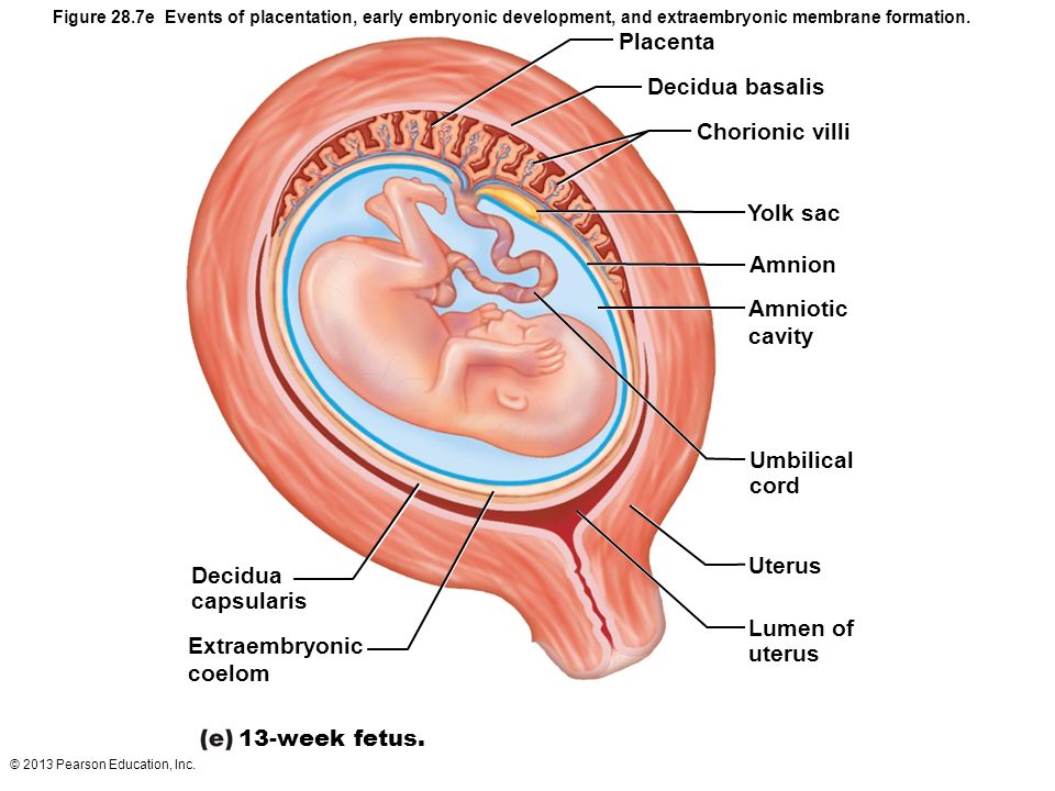 Image result for chorionic cavity