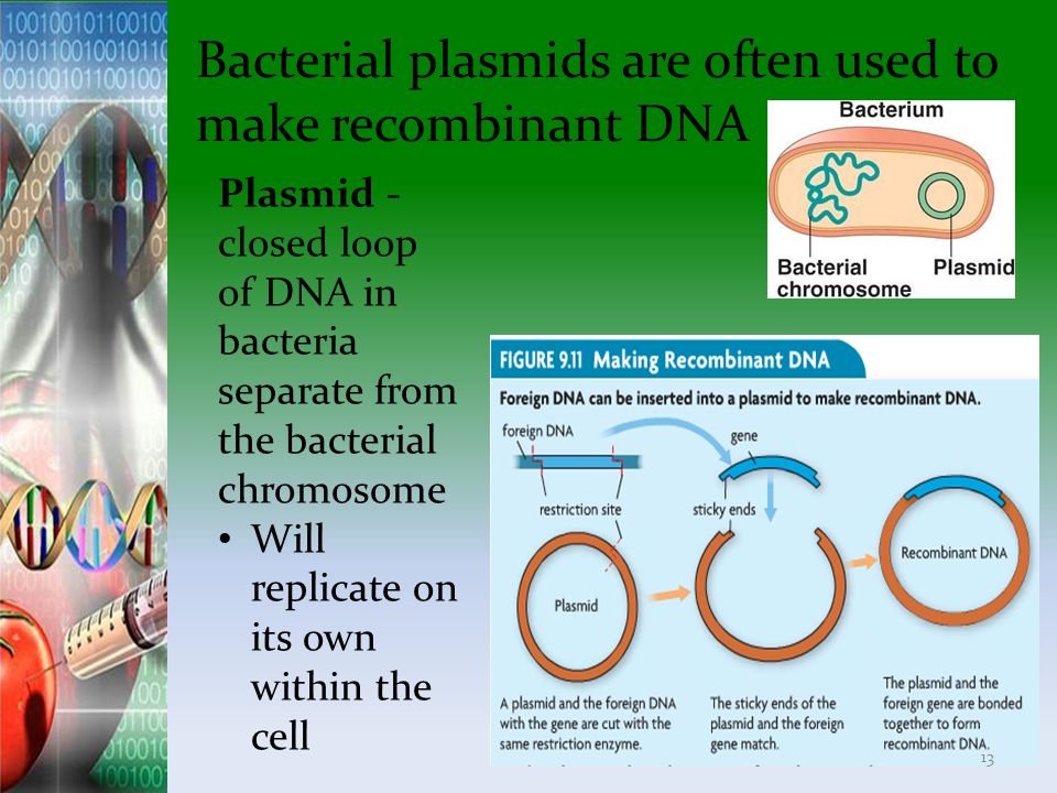 Bacterial plasmids are often used to make recombinant DNA