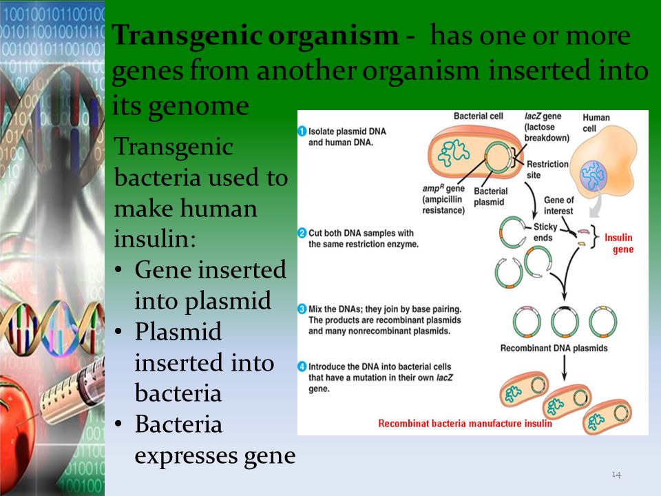 Transgenic organism - has one or more genes from another organism inserted into its genome