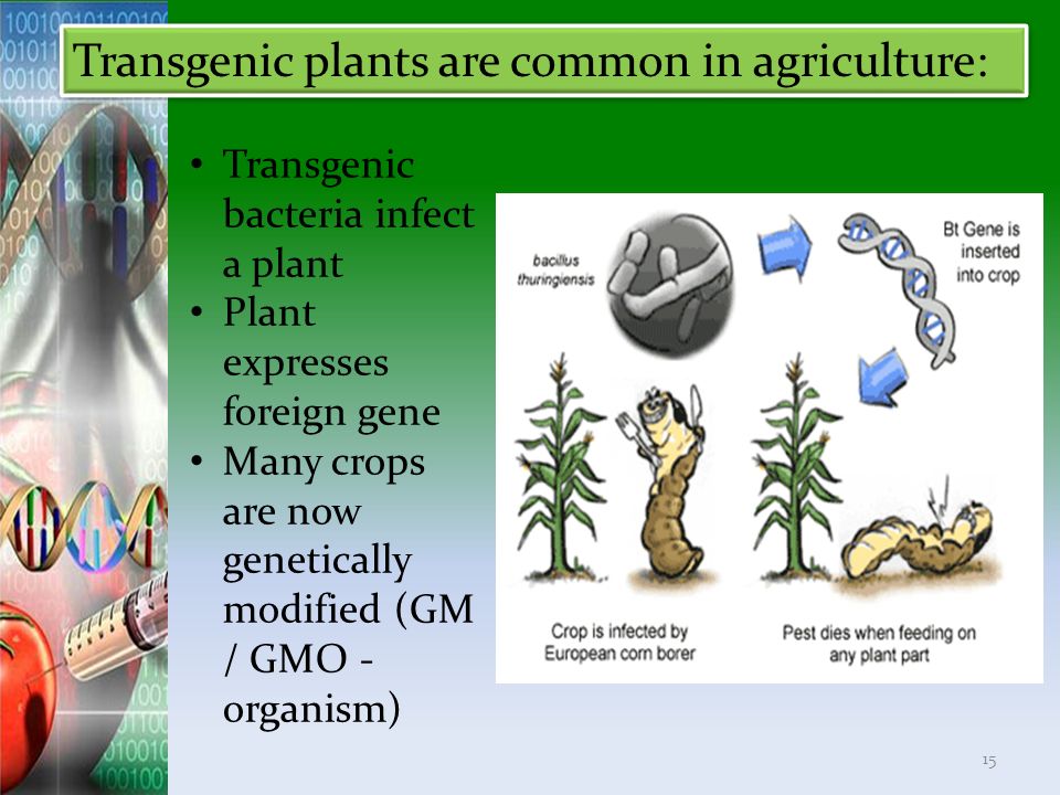 Transgenic plants are common in agriculture: