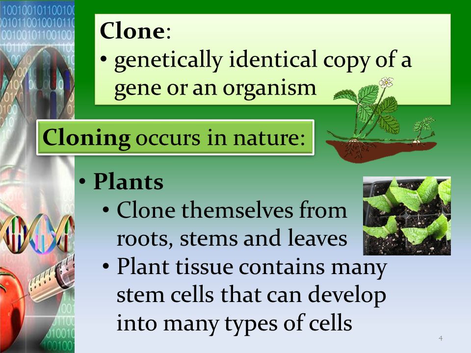 Clone: genetically identical copy of a gene or an organism. Cloning occurs in nature: Plants. Clone themselves from roots, stems and leaves.