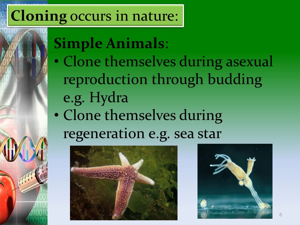 Cloning occurs in nature: