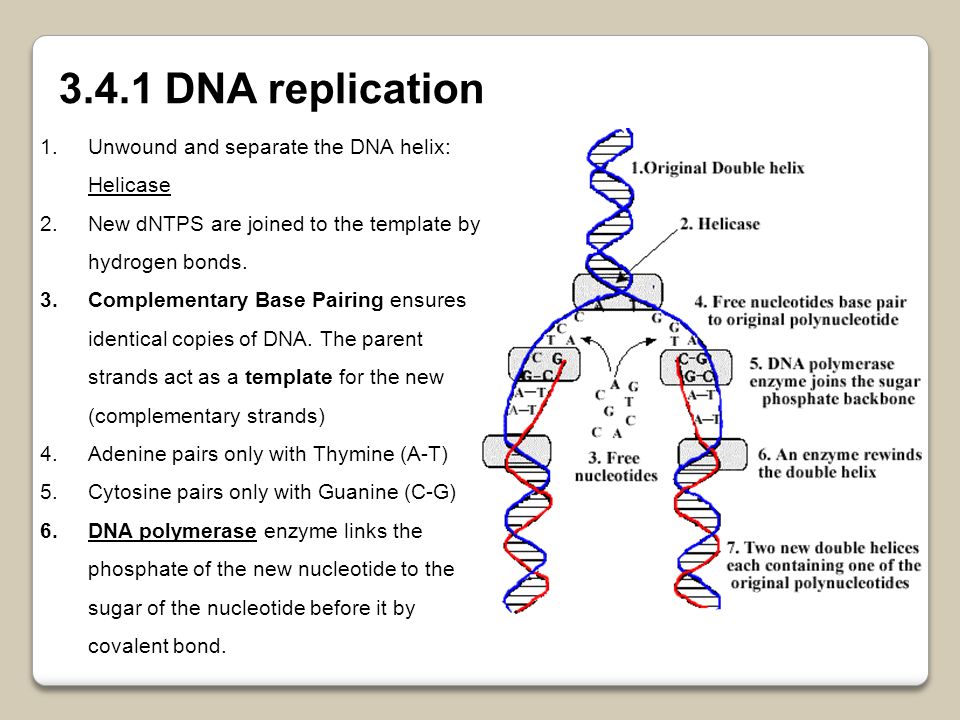 Днк 04.03 2024. DNA Replication. Replication Stages. DNA with Replication. ДНК хеликазы рисунки.