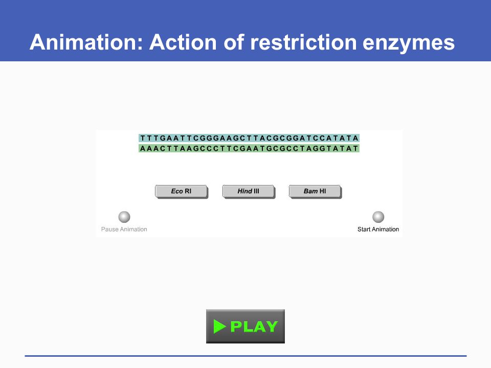 Animation: Action of restriction enzymes