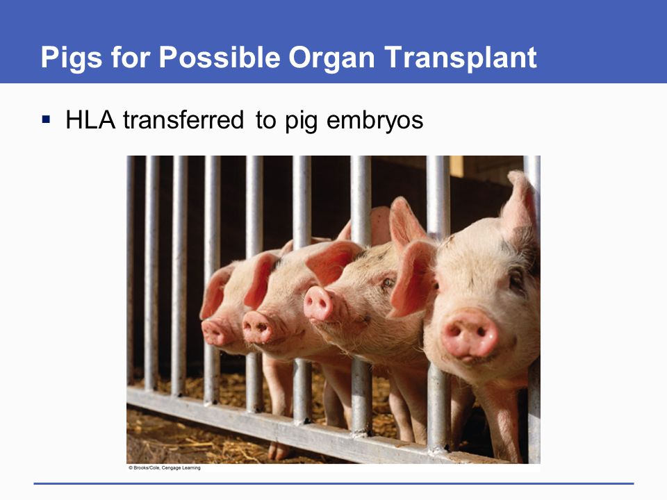 Pigs for Possible Organ Transplant