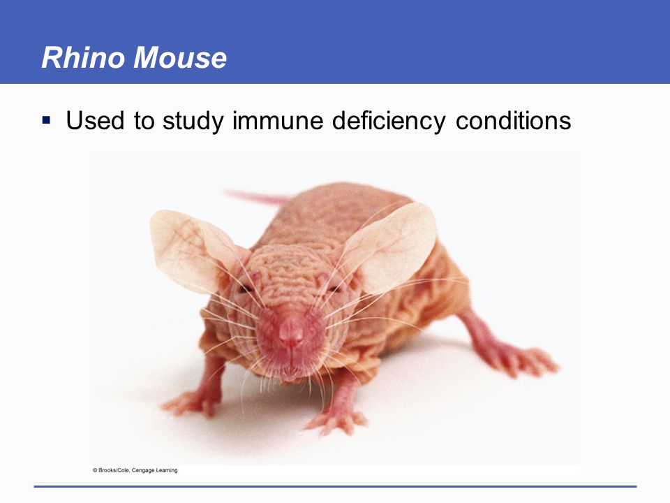 Rhino Mouse Used to study immune deficiency conditions