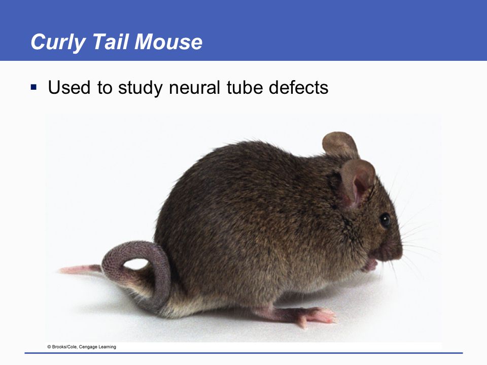 Curly Tail Mouse Used to study neural tube defects