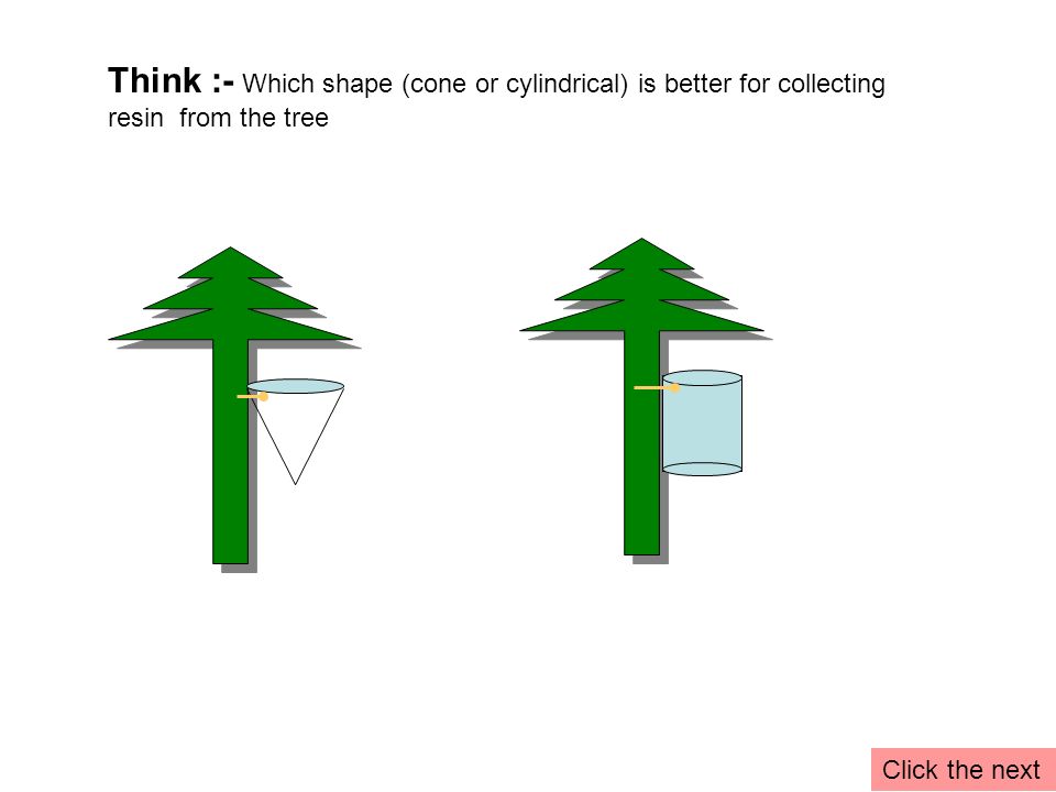 Think :- Which shape (cone or cylindrical) is better for collecting resin from the tree