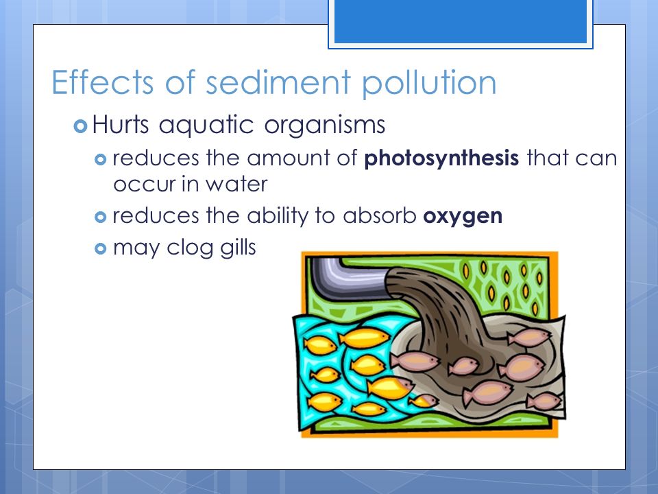 Effects of sediment pollution