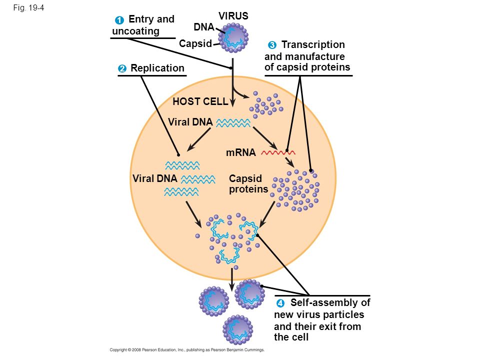 VIRUS Entry and uncoating DNA Capsid Transcription and manufacture