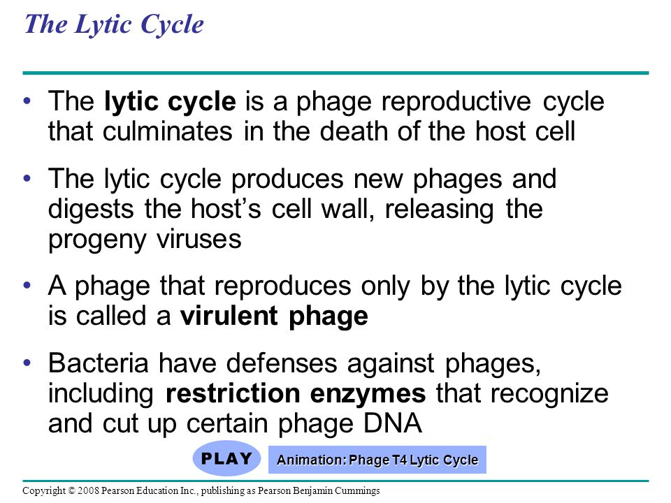 Animation: Phage T4 Lytic Cycle