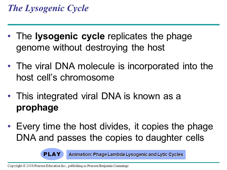 Animation: Phage Lambda Lysogenic and Lytic Cycles