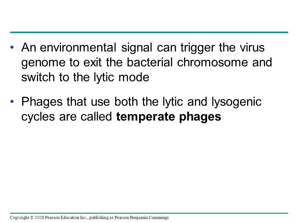 An environmental signal can trigger the virus genome to exit the bacterial chromosome and switch to the lytic mode
