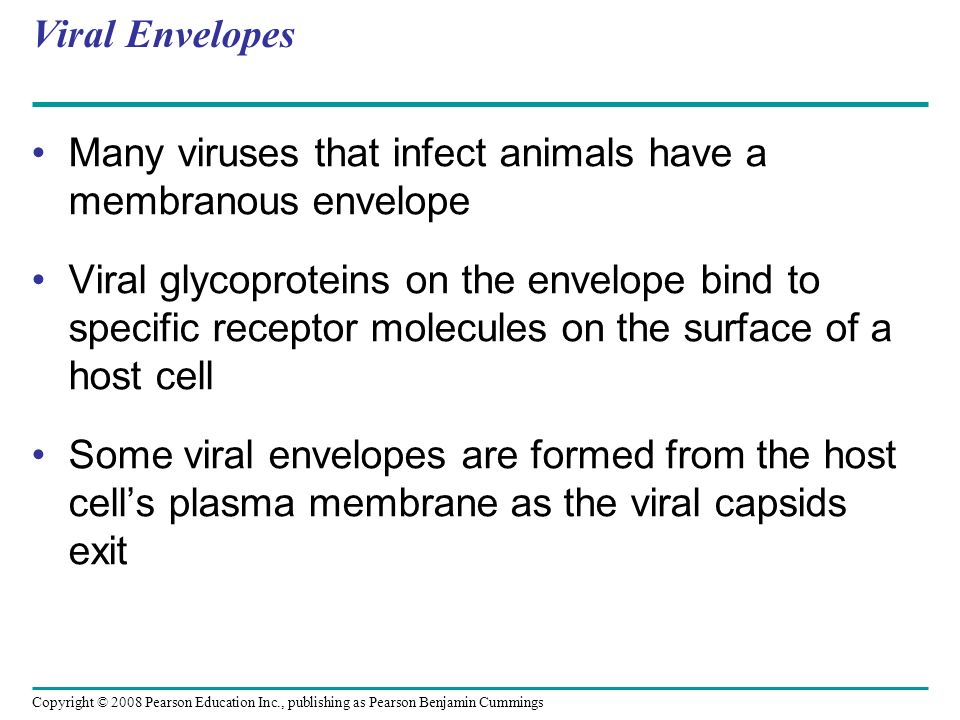 Viral Envelopes Many viruses that infect animals have a membranous envelope.