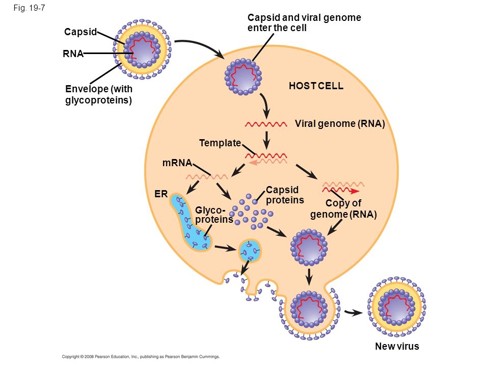 Capsid and viral genome enter the cell Capsid