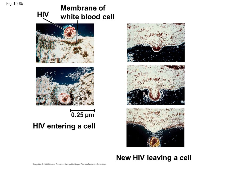 Membrane of white blood cell HIV HIV entering a cell