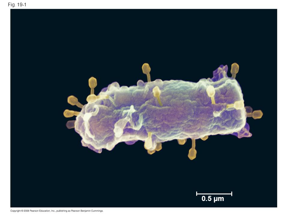 Fig Figure 19.1 Are the tiny viruses infecting this E. coli cell alive 0.5 µm