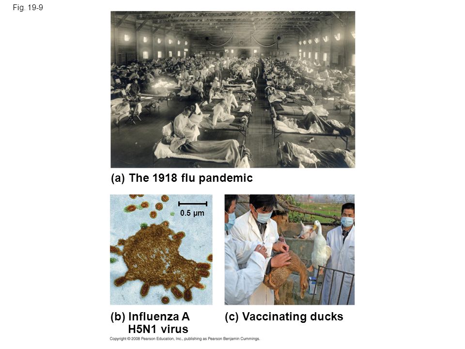(a) The 1918 flu pandemic (b) Influenza A H5N1 virus