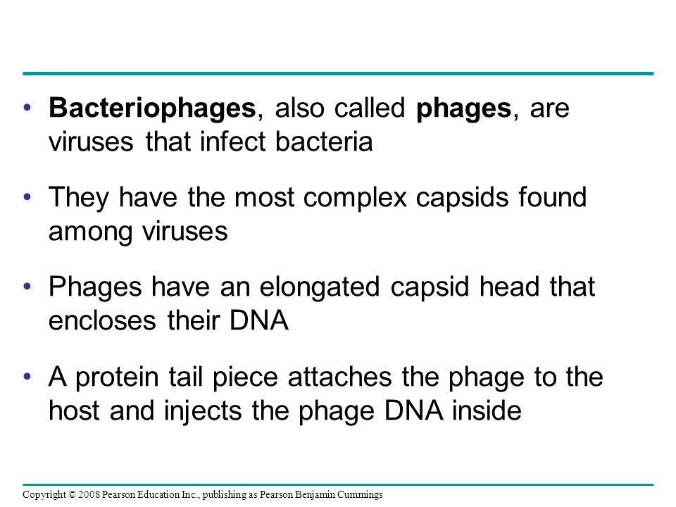 Bacteriophages, also called phages, are viruses that infect bacteria