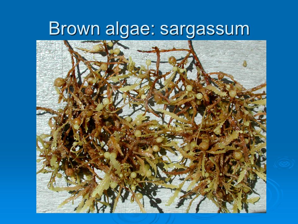 Водоросли имеют корни стебли листья. Саргассум водоросль. Бурые водоросли саргассум. Слоевище или таллом это. Тело водорослей имеет.