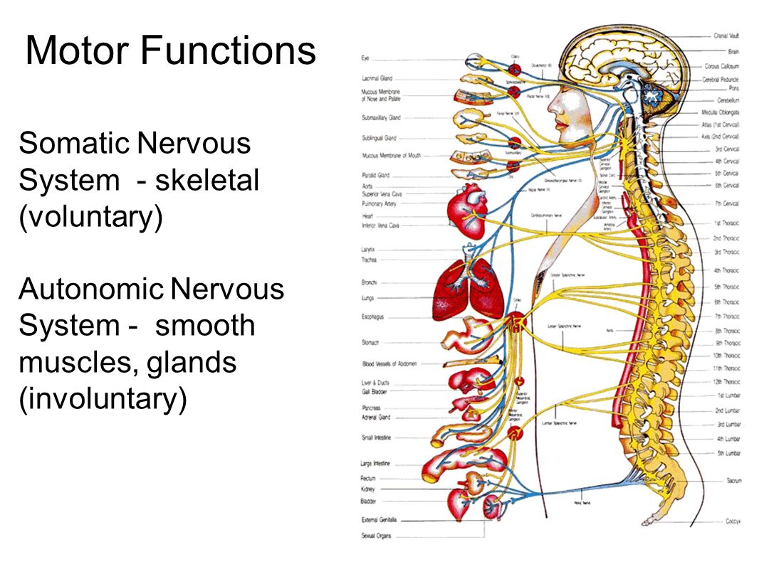 nervous system function