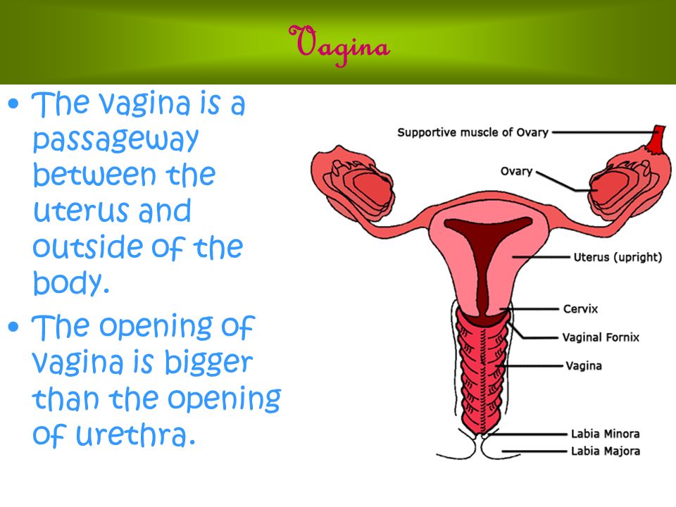 Experimental Investigations On The Muscular Functions Of The Vagina And The Uterus In The Rat