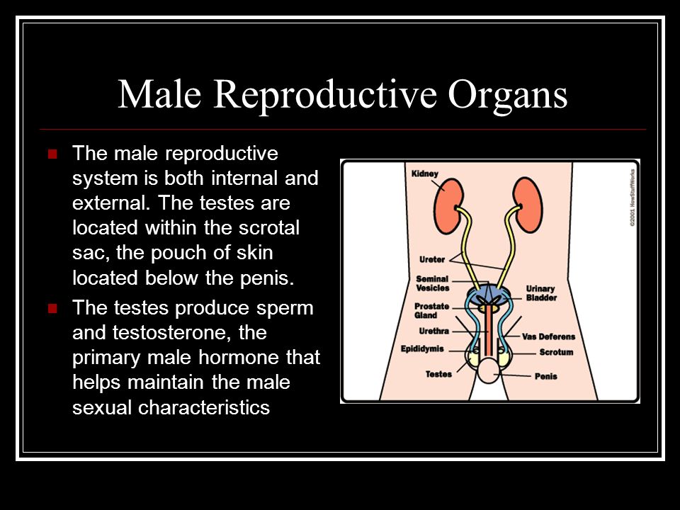 Male Reproductive Organs.
