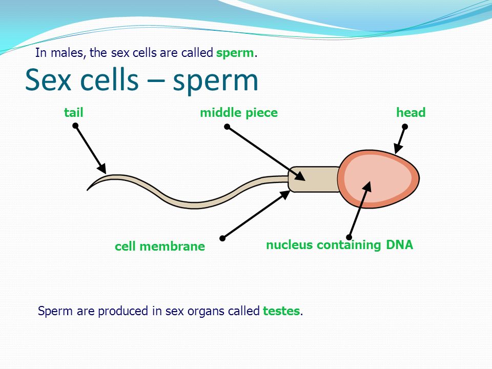 Sperm cell creation and journey