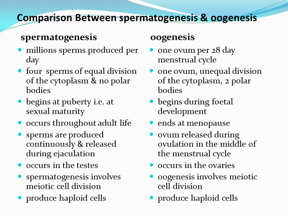 spermatogenesis and oogenesis animation