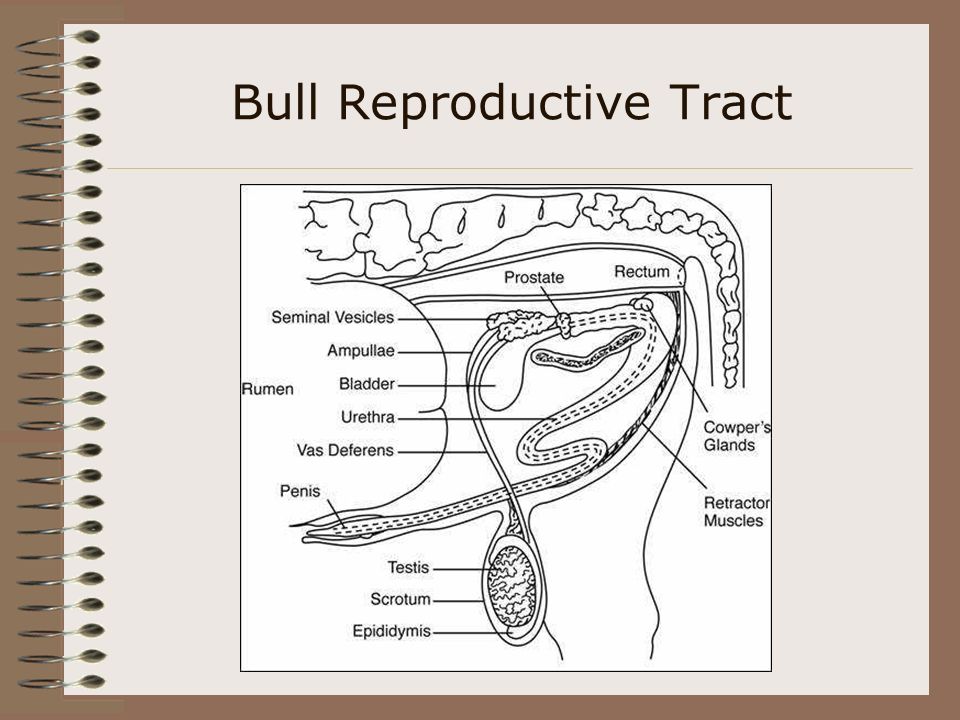 Bull Reproductive Tract.