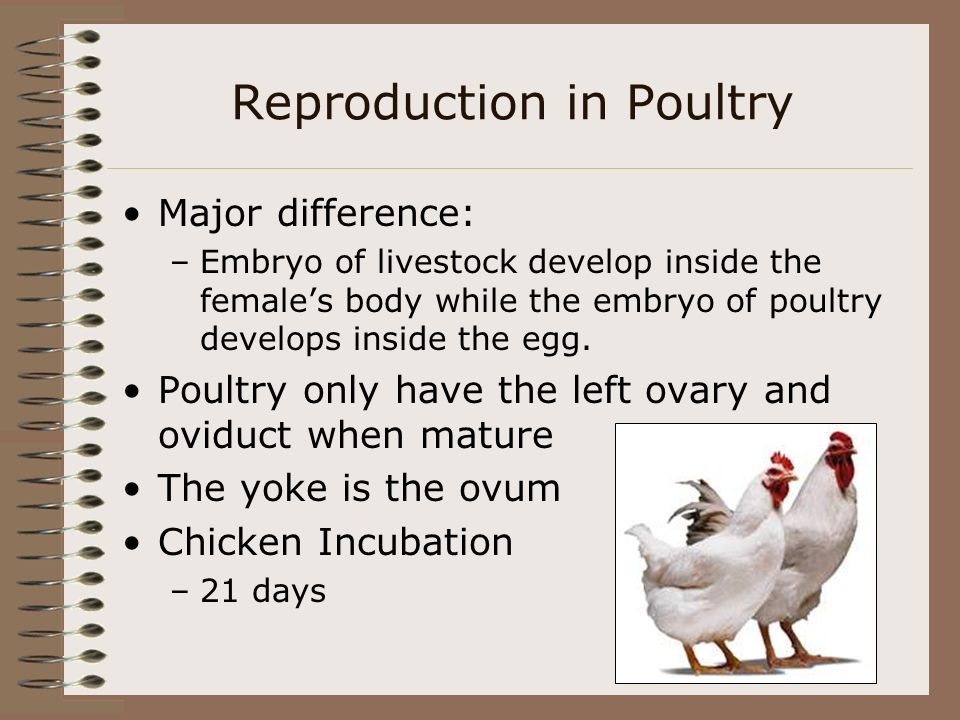 Reproductive Structures and Cycles in Livestock - ppt video online download