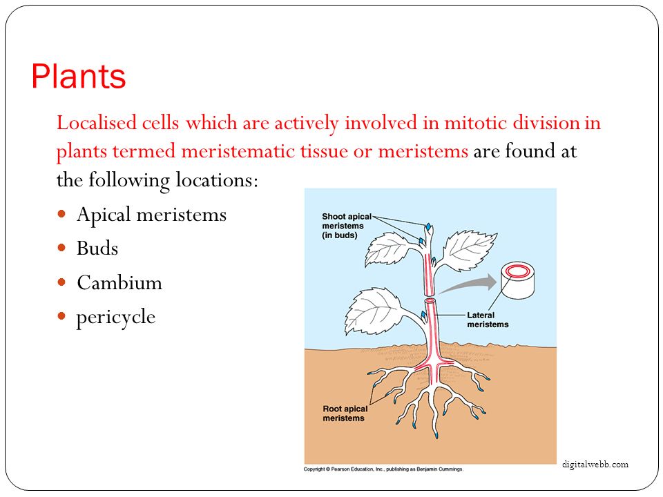 Where Does Mitosis Actively Take Place in Plants
