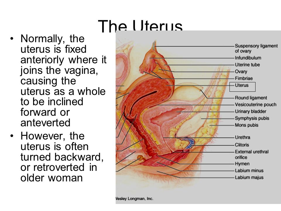 However, the uterus is often turned backward, or retroverted in older woman...