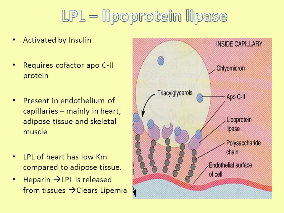 LPL+%E2%80%93+lipoprotein+lipase.jpg