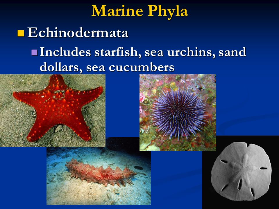 Marine Phyla and Adaptations to Living in the Ocean - ppt video online  download