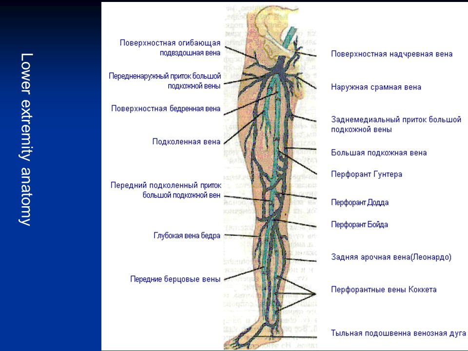 Анатомия вен ноги. Большая подкожная Вена и бедренная Вена. Поверхностные вены нижней конечности анатомия. Большая подкожная Вена ноги анатомия.