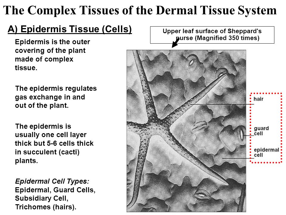 Upper leaf surface of Sheppard s purse (Magnified 350 times)