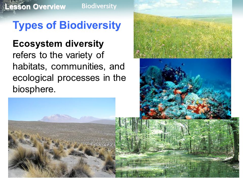 Lesson Overview 6.3 Biodiversity. - ppt video online download