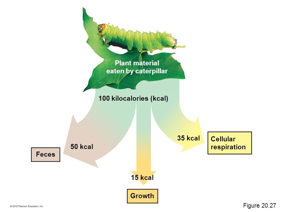 Plant material eaten by caterpillar
