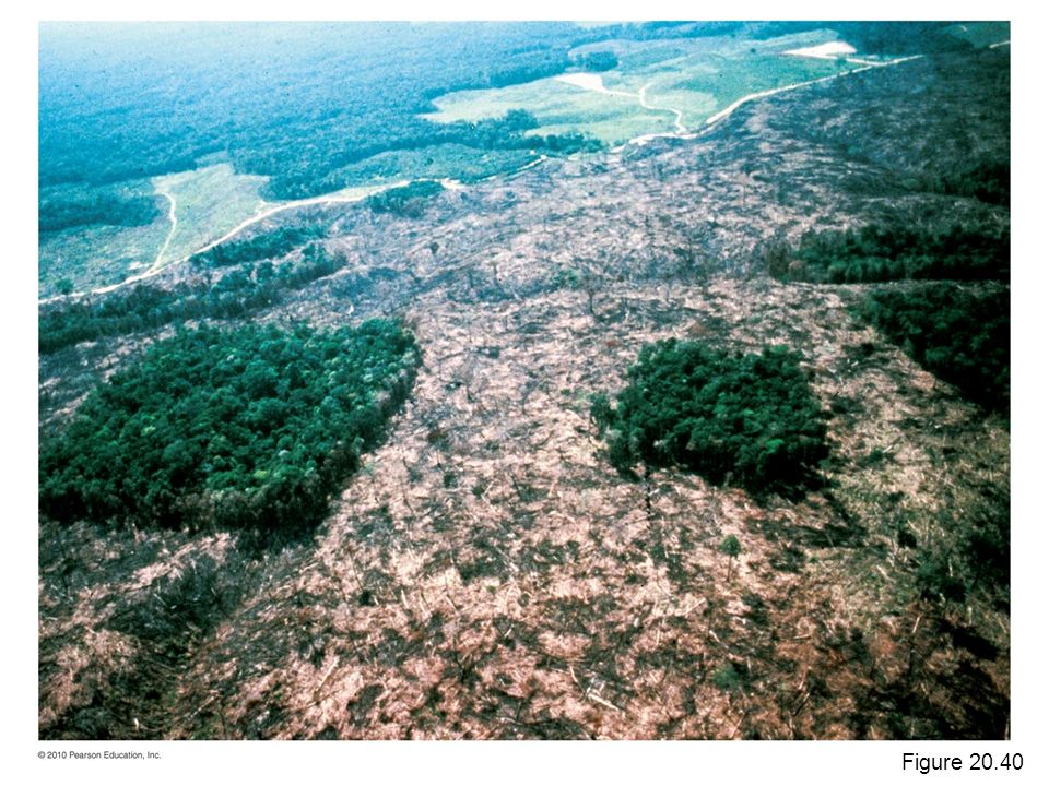 Figure Fragments of forest in the Amazon that were created as part of the Biological Dynamics of Forest Fragmentation Project