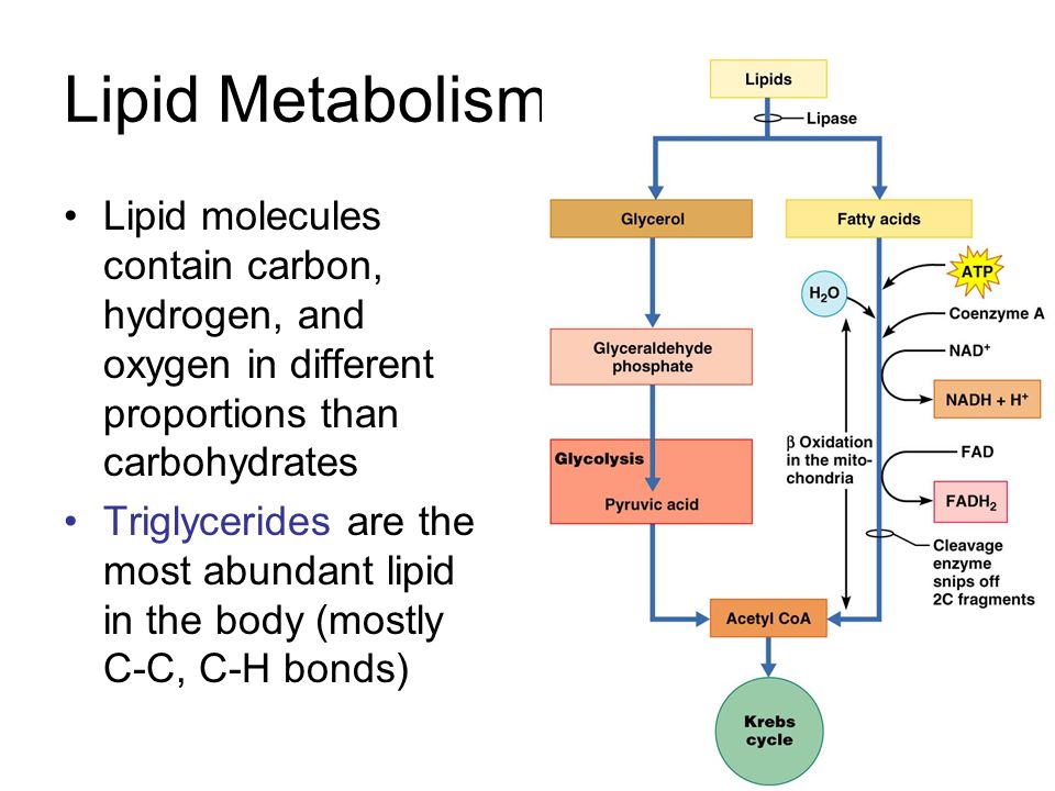 Lipid Metabolism Lipid molecules contain carbon, hydrogen, and oxygen in different proportions than carbohydrates.