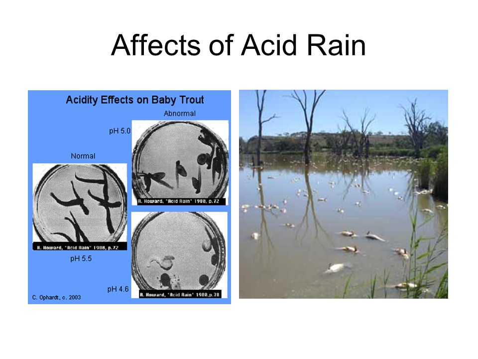 Affects of Acid Rain