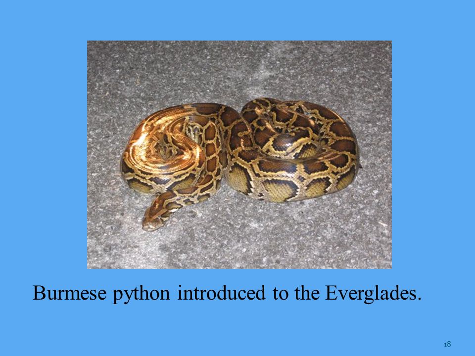 Burmese python introduced to the Everglades.