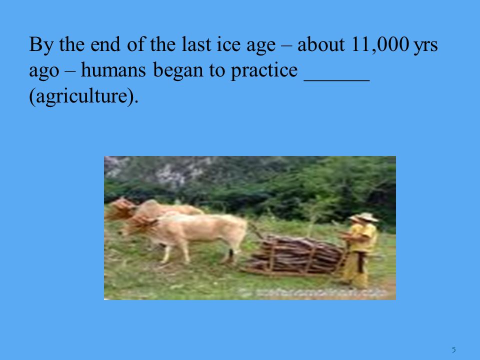 By the end of the last ice age – about 11,000 yrs ago – humans began to practice ______ (agriculture).