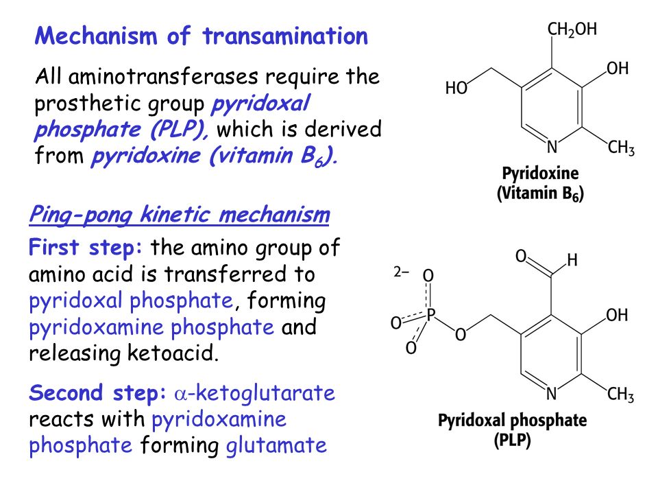 Image result for mechanism of transamination