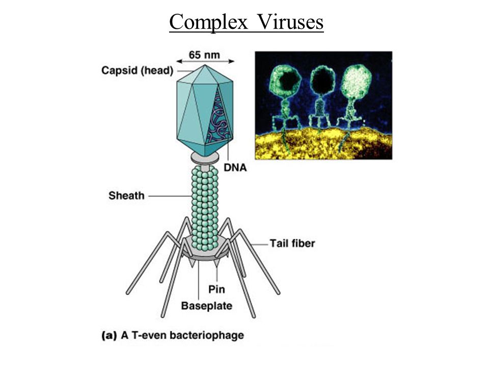 Virus 10. Bratok10 вирус. Viroids and Prions. Plug x virus. Topic for POWERPOINT virus.