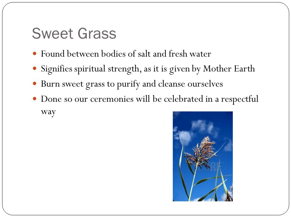 Sweet Grass Found between bodies of salt and fresh water